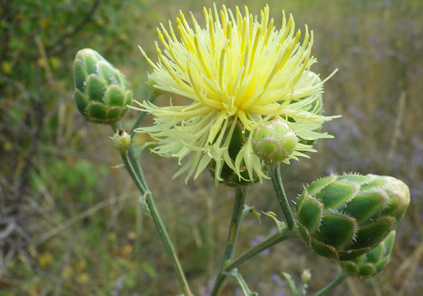  салонікська (Centaurea salonitana)